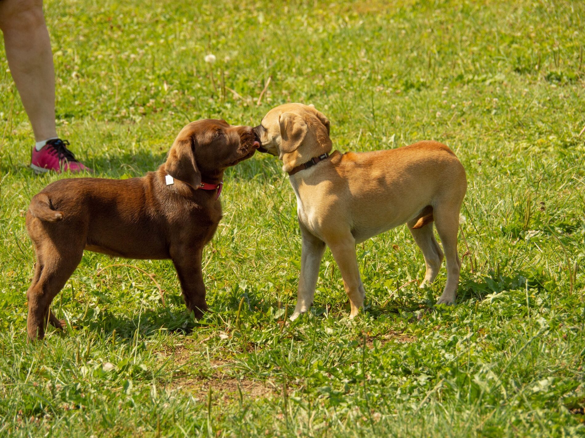 Welpen beim Spielen auf dem Hundeplatz