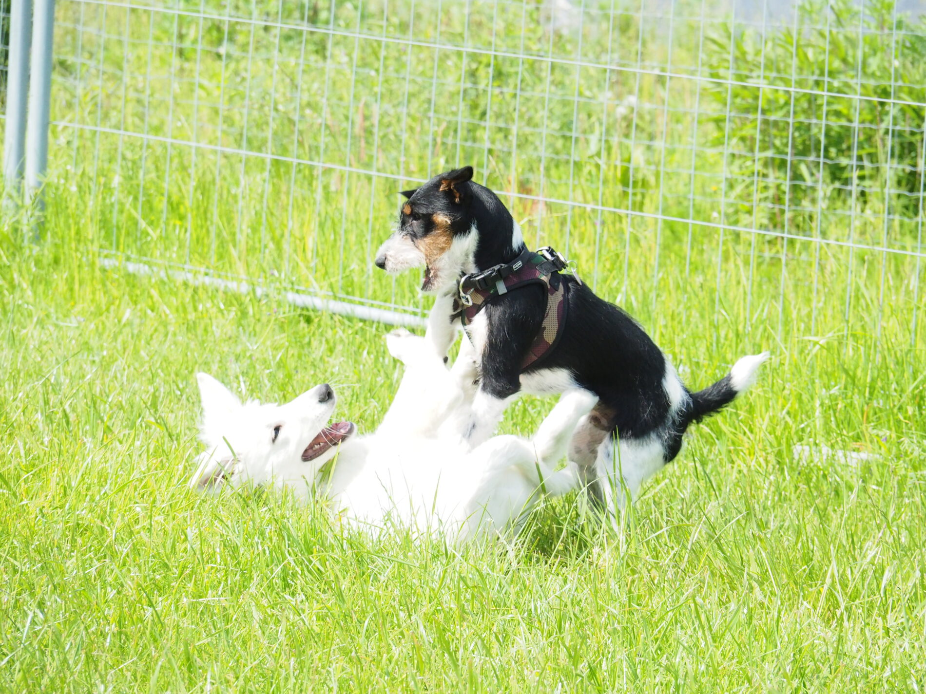 Welpen spielen in der Welpengruppe