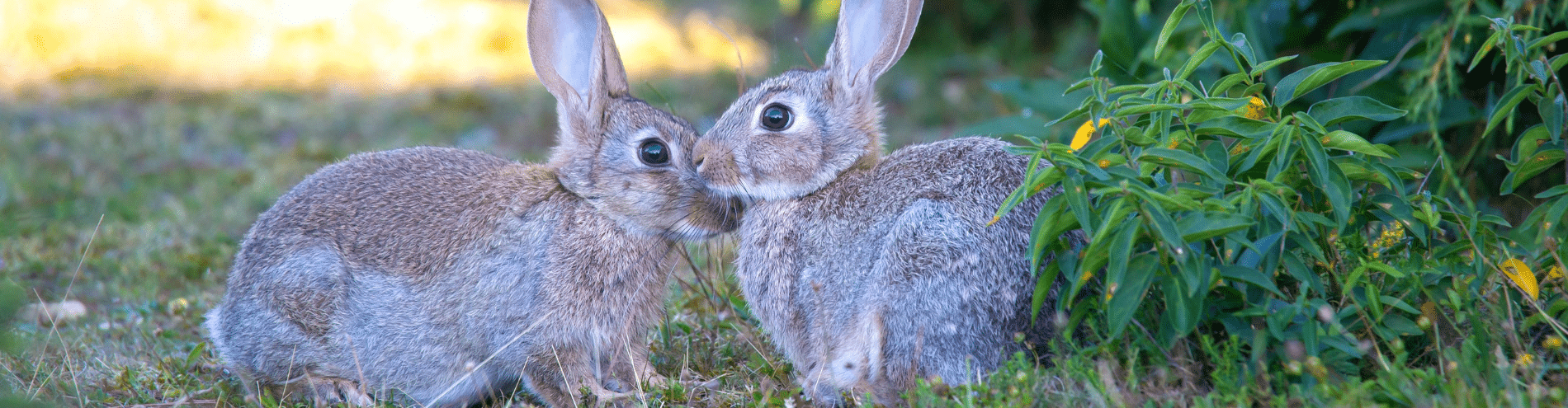 Training am Kaninchen