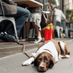 Generalisierung eines Hundes im Trainng