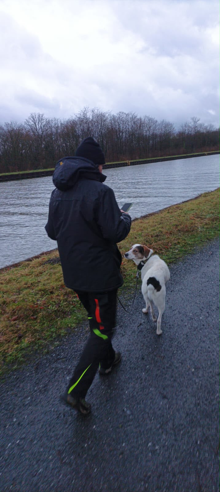 Hund an lockerer Leine schaut beim Spaziergang am Kanal aufmerksam zu seinem Menschen hoch