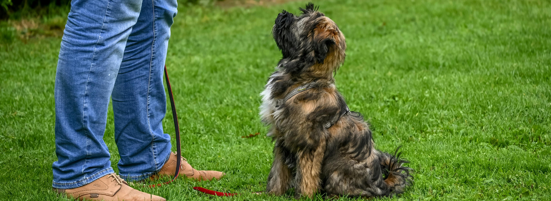 Hund überfordert statt ungezogen – Trainerin gibt Orientierung an der Leine