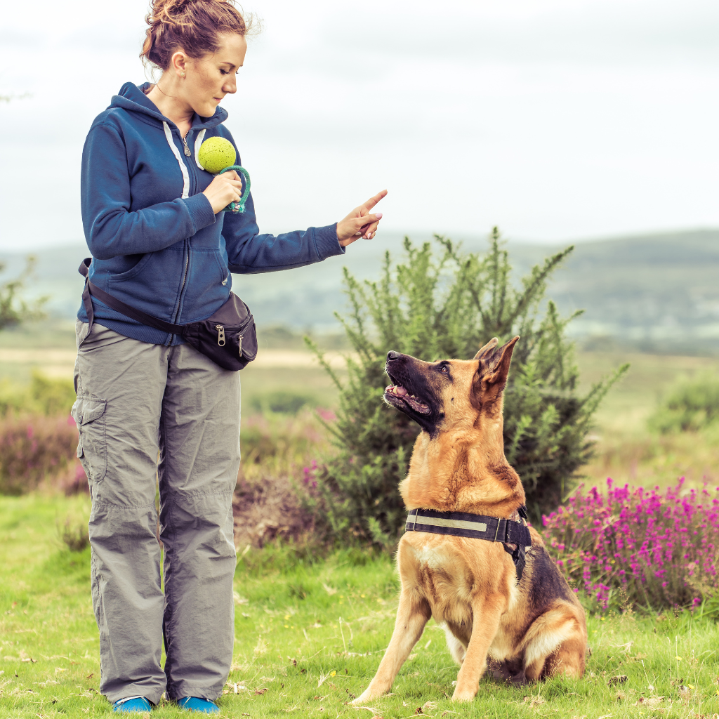 Hund überfordert statt ungezogen – Trainerin gibt Orientierung an der Leine